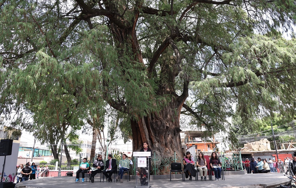 CDMX reconoce a 12 árboles como Patrimonio Natural; inicia plan para proteger el arbolado urbano