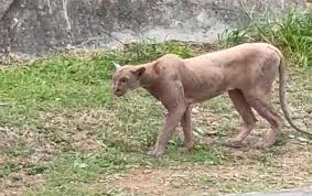 Puma es grabado cazando en zona residencial de Monterrey: un llamado a cuidar la naturaleza
