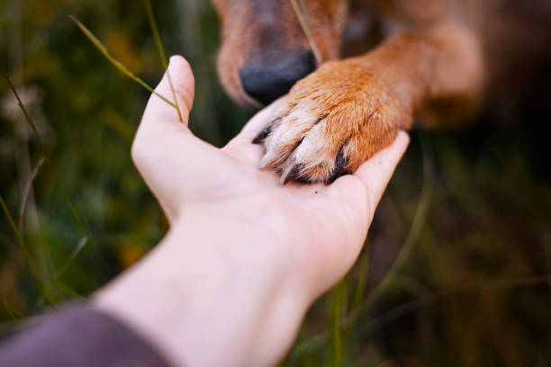 Se buscan voluntarios para llenar de amor a más de 350 perritos rescatados que buscan un hogar