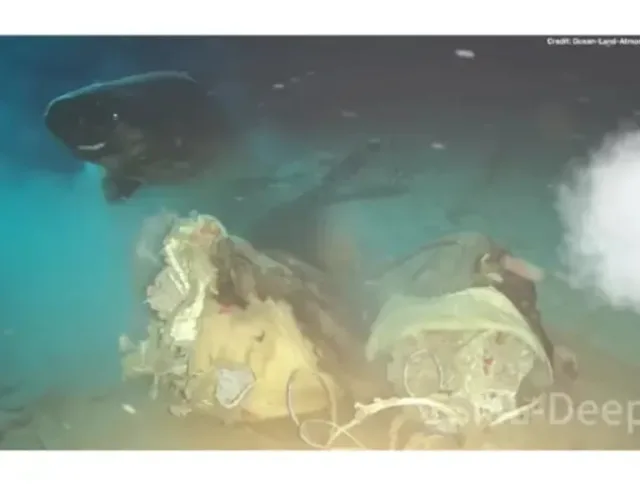 Tiburón dormilón sorprende en el sur del mar de China: descubren población no documentada en experimento con cadáver de vaca
