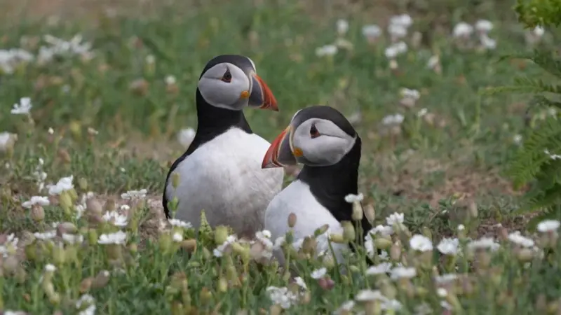Skomer, la pequeña isla que se convirtió en refugio clave para los frailecillos en peligro