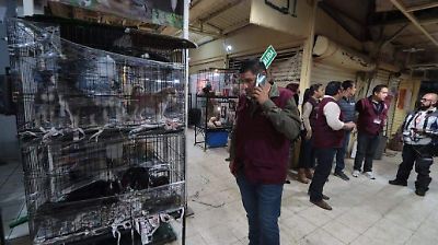 Prohibir o regular la venta de animales: expertos y legisladores buscan un punto medio