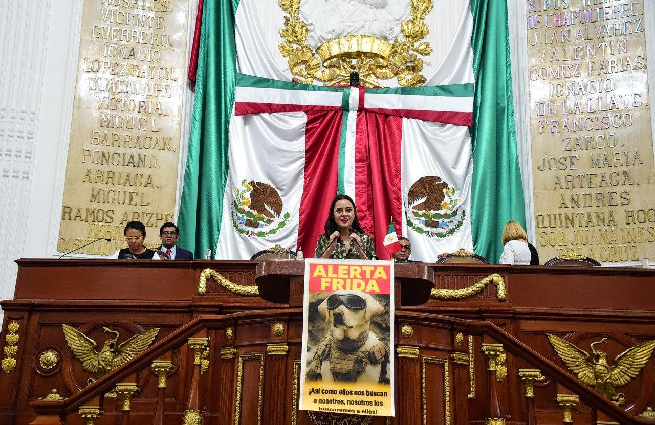 “Alerta Frida”: CDMX prepara protocolo público para encontrar mascotas perdidas