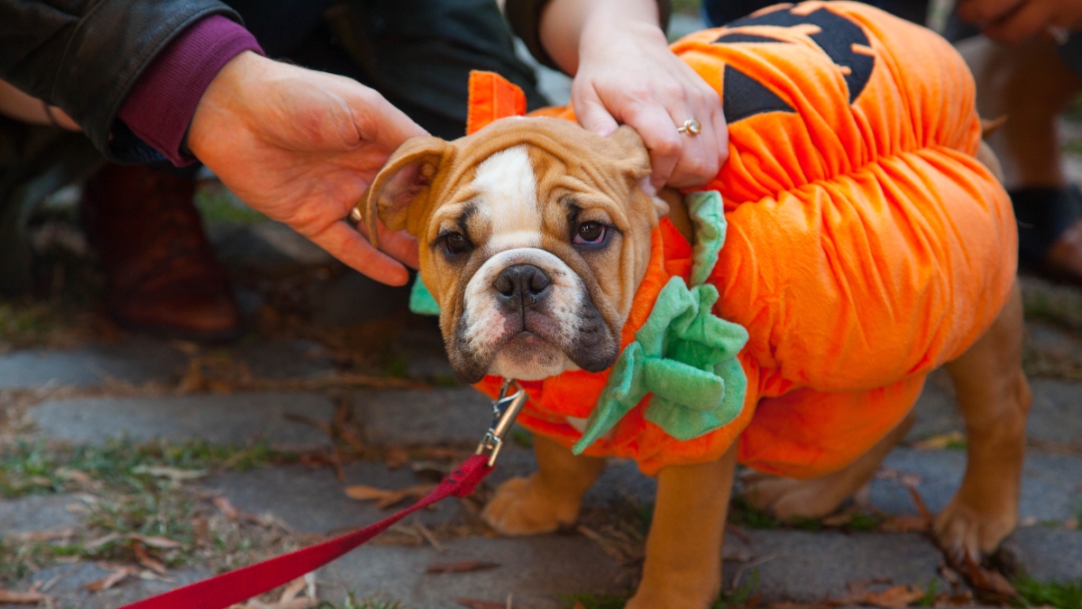 Bosque de Aragón se llena de calaveritas, huellitas y tradición mexicana