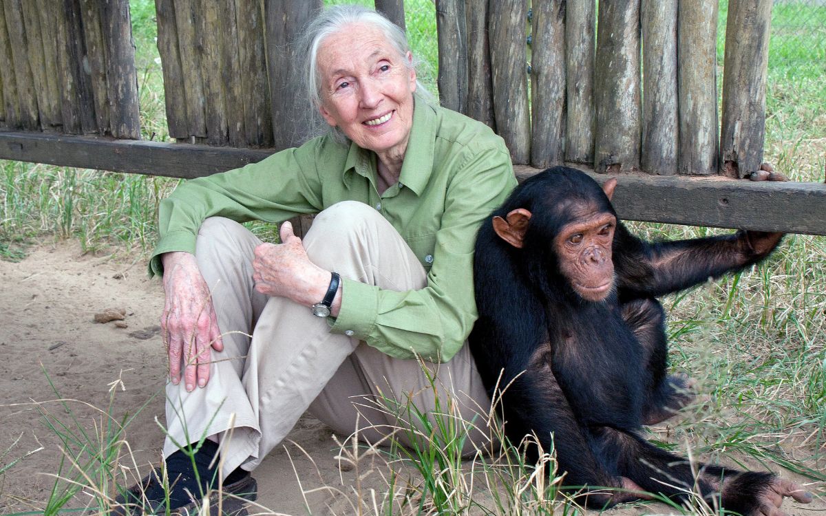 Muere Jane Goodall, la científica que cambió nuestra mirada hacia los chimpancés