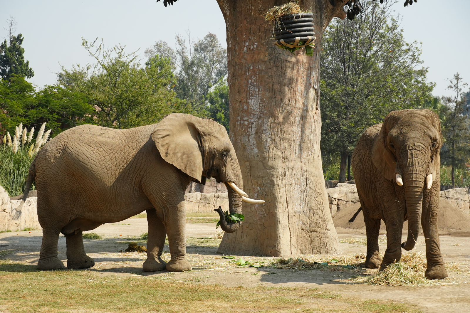 El corazón de la conservación en CDMX cumple 61 años: San Juan de Aragón está de fiesta