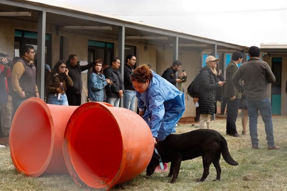 Entre orden judicial y presión pública: Brugada busca acuerdo por conflicto animalista