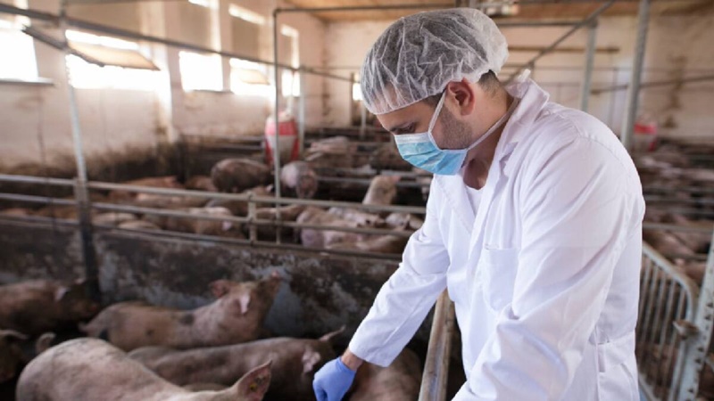 México detiene importación de cerdo español