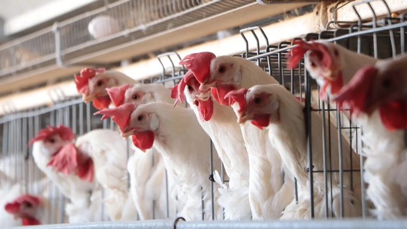 El gen que vuelve imparable a la gripe aviar preocupa a científicos
