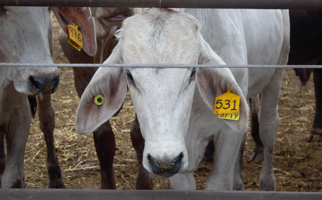 México activa alerta nacional para frenar la plaga de gusano barrenador