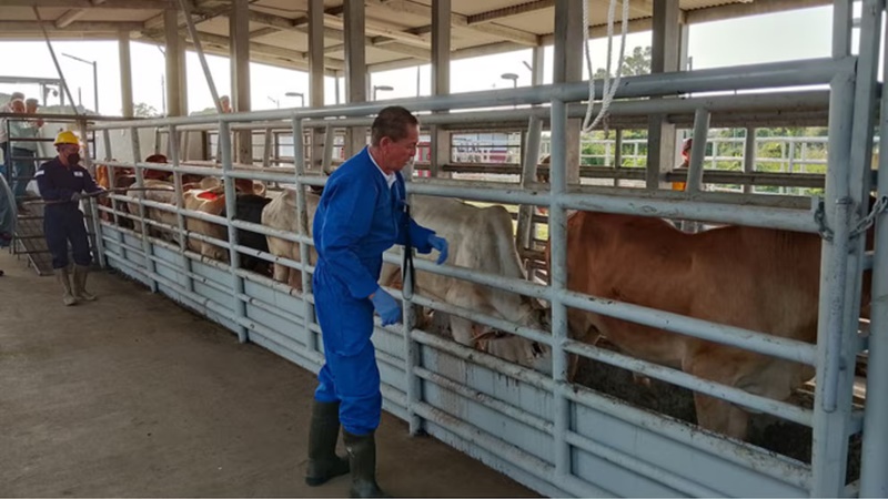 México endurece controles sanitarios para frenar plaga del ganado