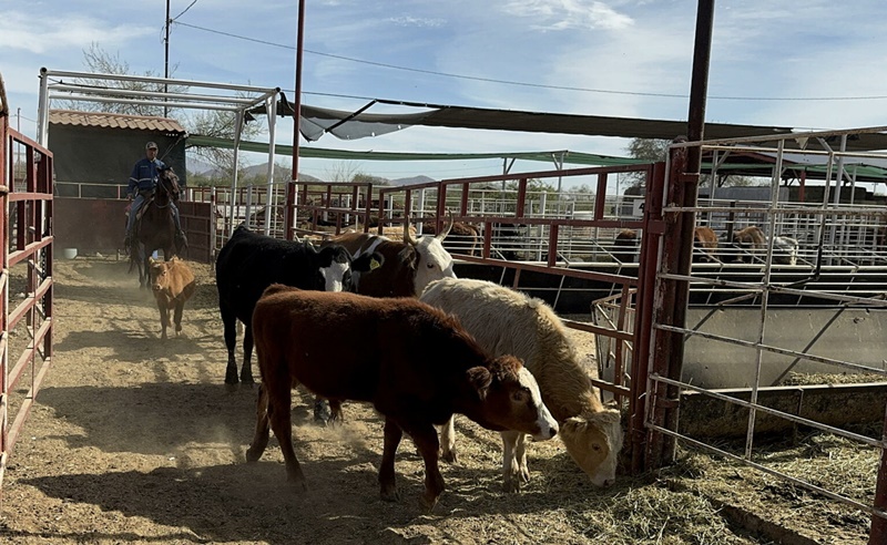 Presiones elevan precios de la carne rumbo a 2026 en México