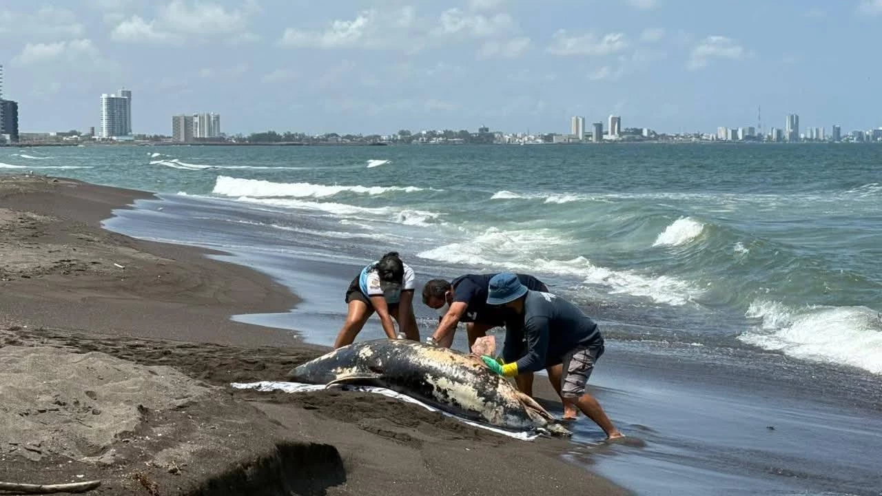 Tortugas, delfines y manatíes: la otra cara del derrame ignorado en Veracruz
