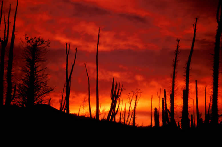 Glamping bajo las estrellas del desierto: guía de los campamentos de lujo más espectaculares en Wirikuta y el Valle de los Cirios