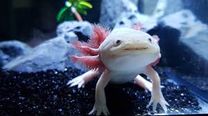 Adoptaxolotl 2025-2026: así puedes apoyar el rescate del ajolote y la chinampería tradicional