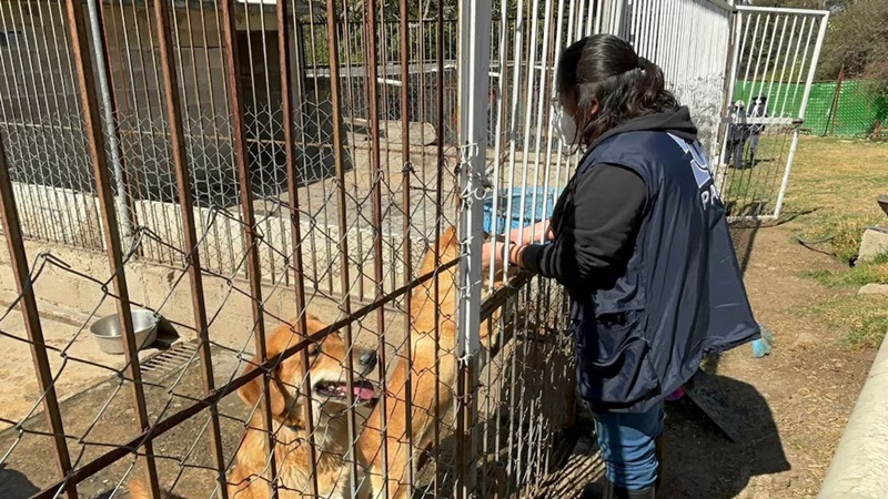 Refugio Franciscano exige justicia tras desalojo de más de 900 animales