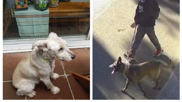 Gabriel Quadri denuncia ataque de perro sin control que causó la muerte de su mascota