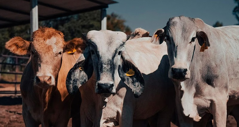Avanza el gusano barrenador y suma 500 casos más en una semana