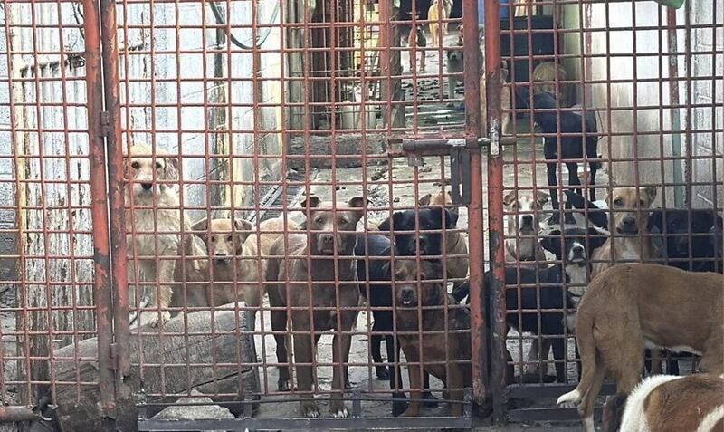 Refugios bajo la lupa: Congreso y alcaldías analizan rezagos en protección animal