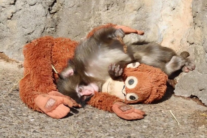 Punch, el mono que conmovió a Japón y al mundo con su peluche