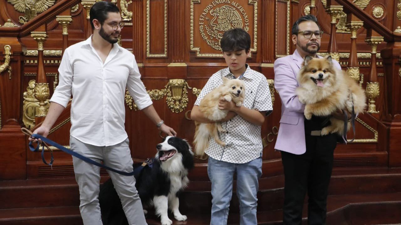Congreso capitalino será pet friendly: aprueban acceso regulado de animales de compañía