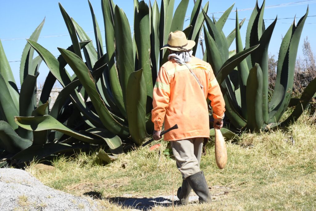 Pulque y electrónica toman el Centro Histórico: anuncian fiesta gratuita este sábado en CDMX